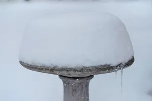 Wie kann ich ein Vogelbad im Garten anlegen?