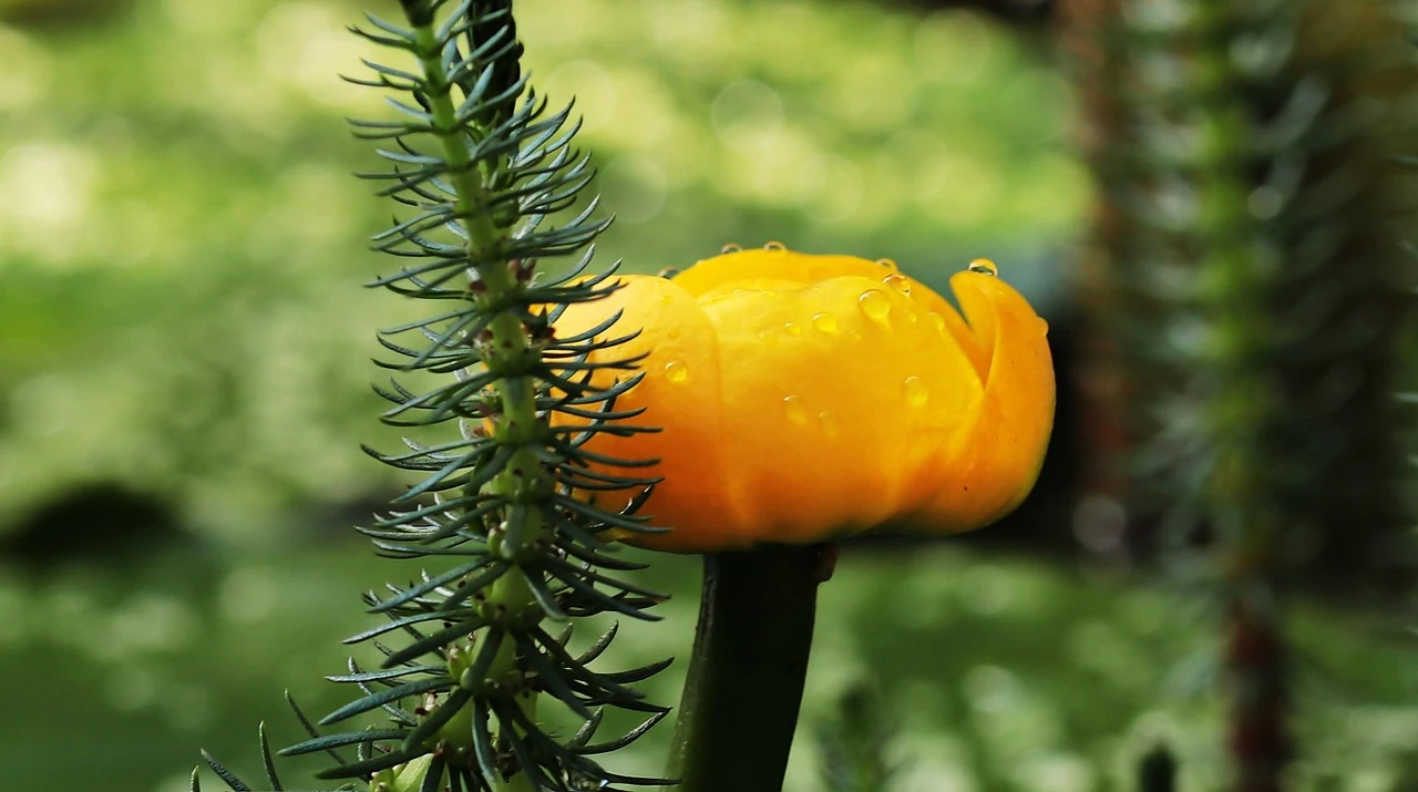 Wie schütze ich meinen Gartenteich vor Algen?