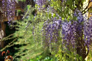 Wie kann ich eine DIY-Pergola bauen?