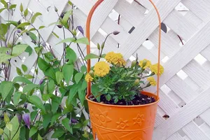 Wie kann ich eine DIY-Holzterrasse bauen?