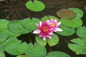 Welche Pflanzen eignen sich für einen Feuchtbiotop im Garten?