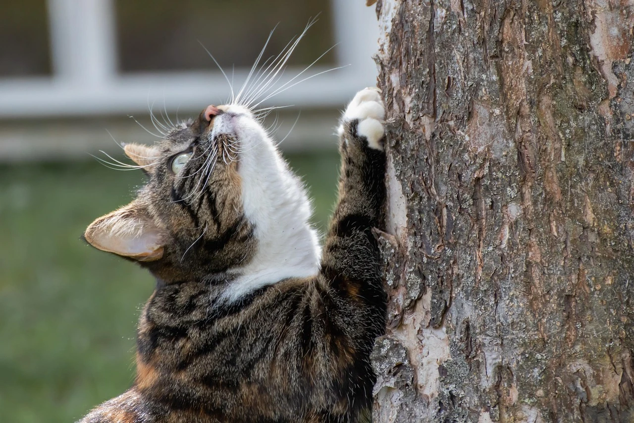 Wie pflege ich die Krallen meiner Katze richtig?