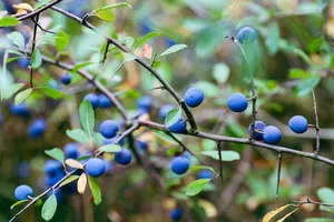 Welche Pflege benötigen Beerensträucher im Herbst?