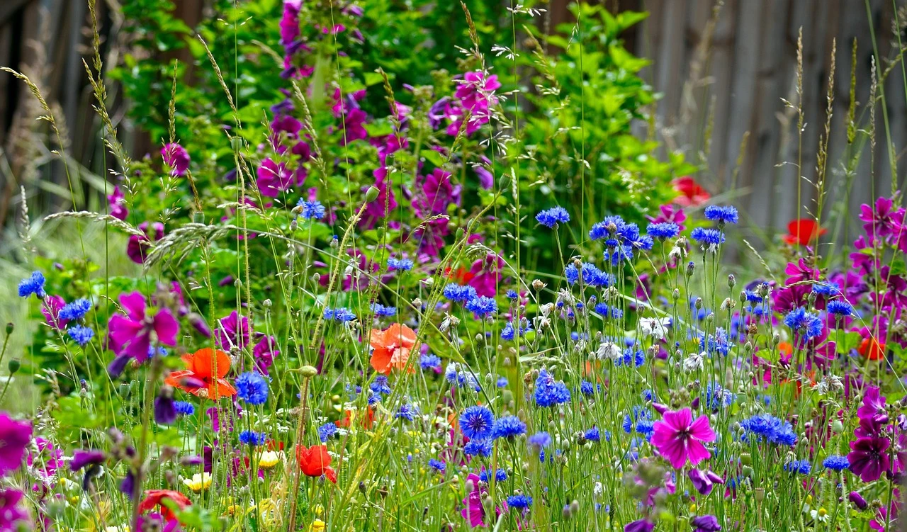 Welche Pflanzen eignen sich für eine Blumenwiese im Garten?
