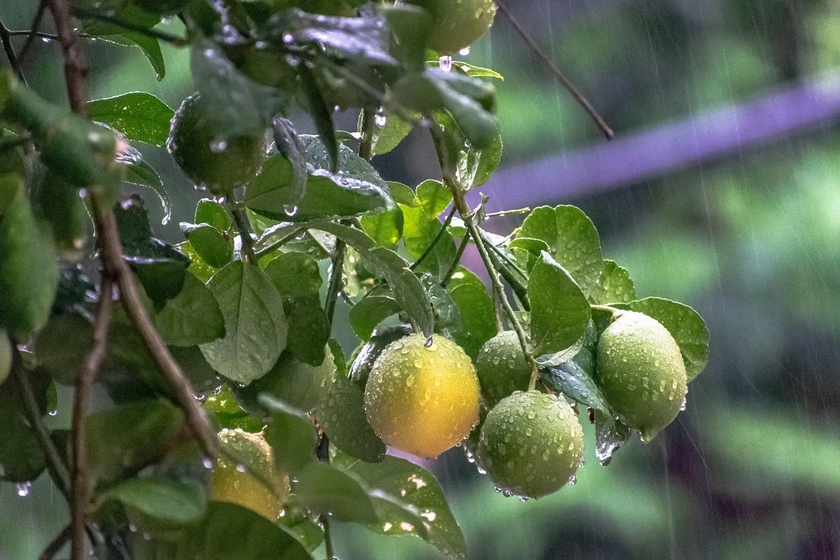 Warum wächst mein Zitronenbaum im Topf nicht richtig