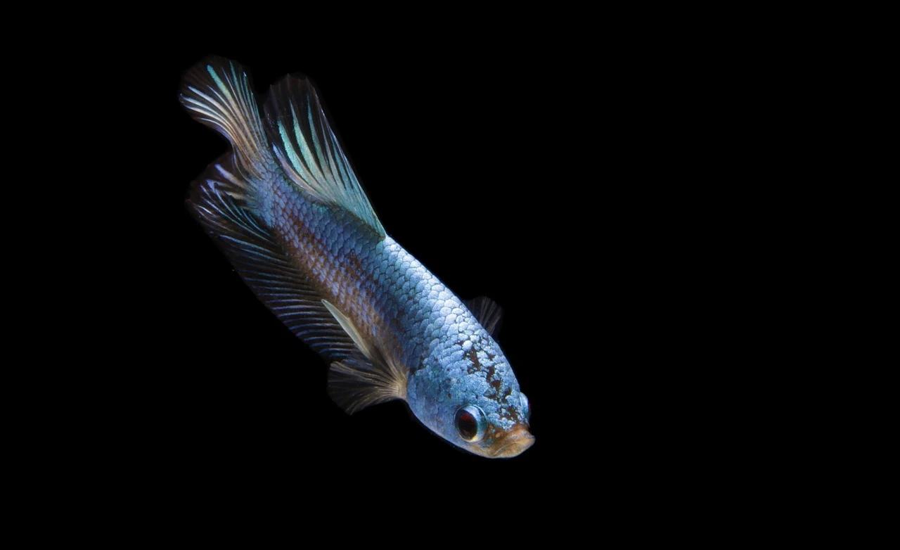 pexels michael pointner 134459625 29447965 scaled