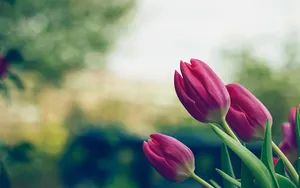 Welche Pflanzen eignen sich für einen Duftgarten?