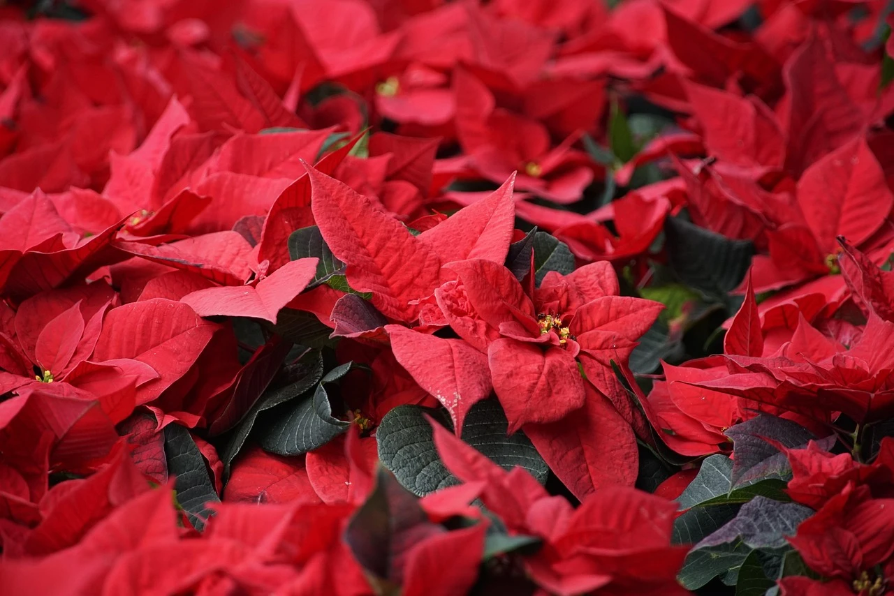 Welche Pflege benötigen Weihnachtssterne im Winter?