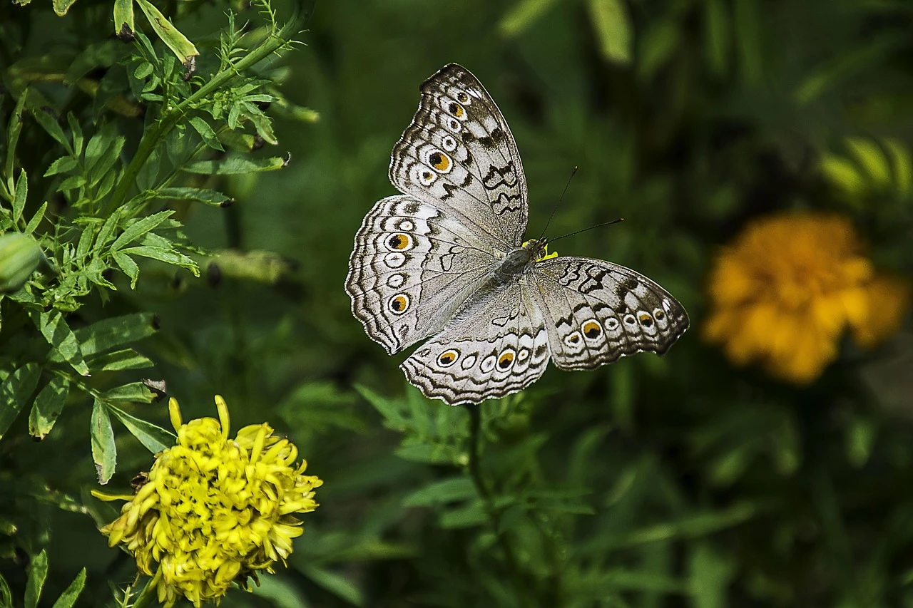 Wie kann ich einen Insektenstich schnell beruhigen?