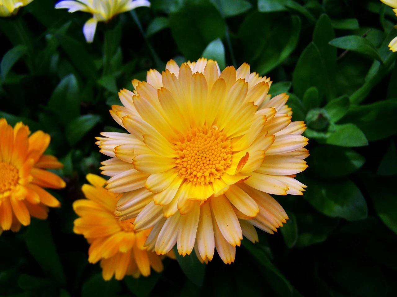Welche Pflanzen eignen sich für einen Kräutergarten auf der Fensterbank?