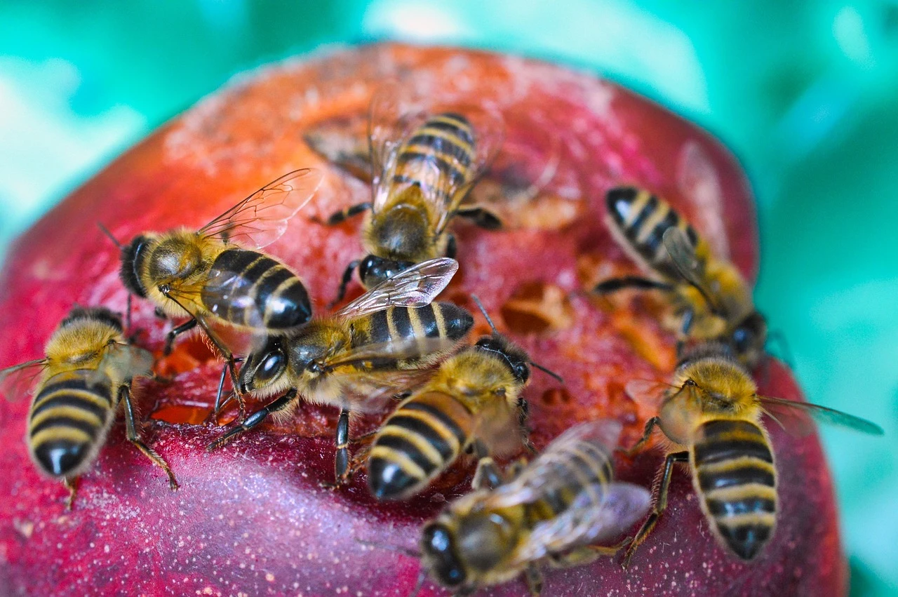 Welche Pflanzen eignen sich für einen bienenfreundlichen Garten?