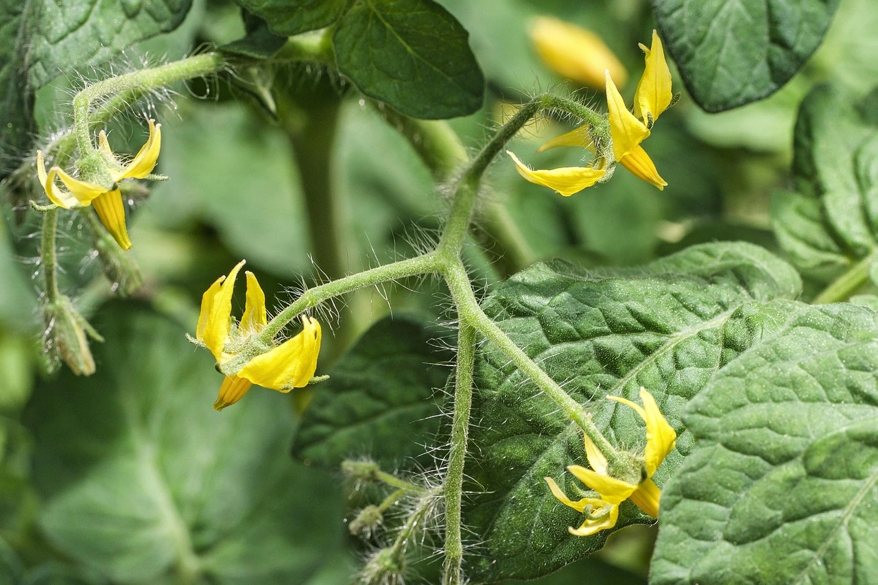 Welche Pflege benötigen Tomatenpflanzen im Gewächshaus?