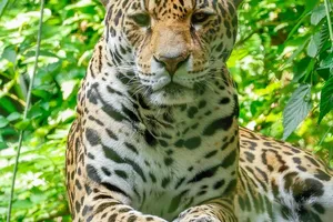 Jaguar Performance und Stil Die besten Teile für E-Pace, F-Pace und mehr auswählen