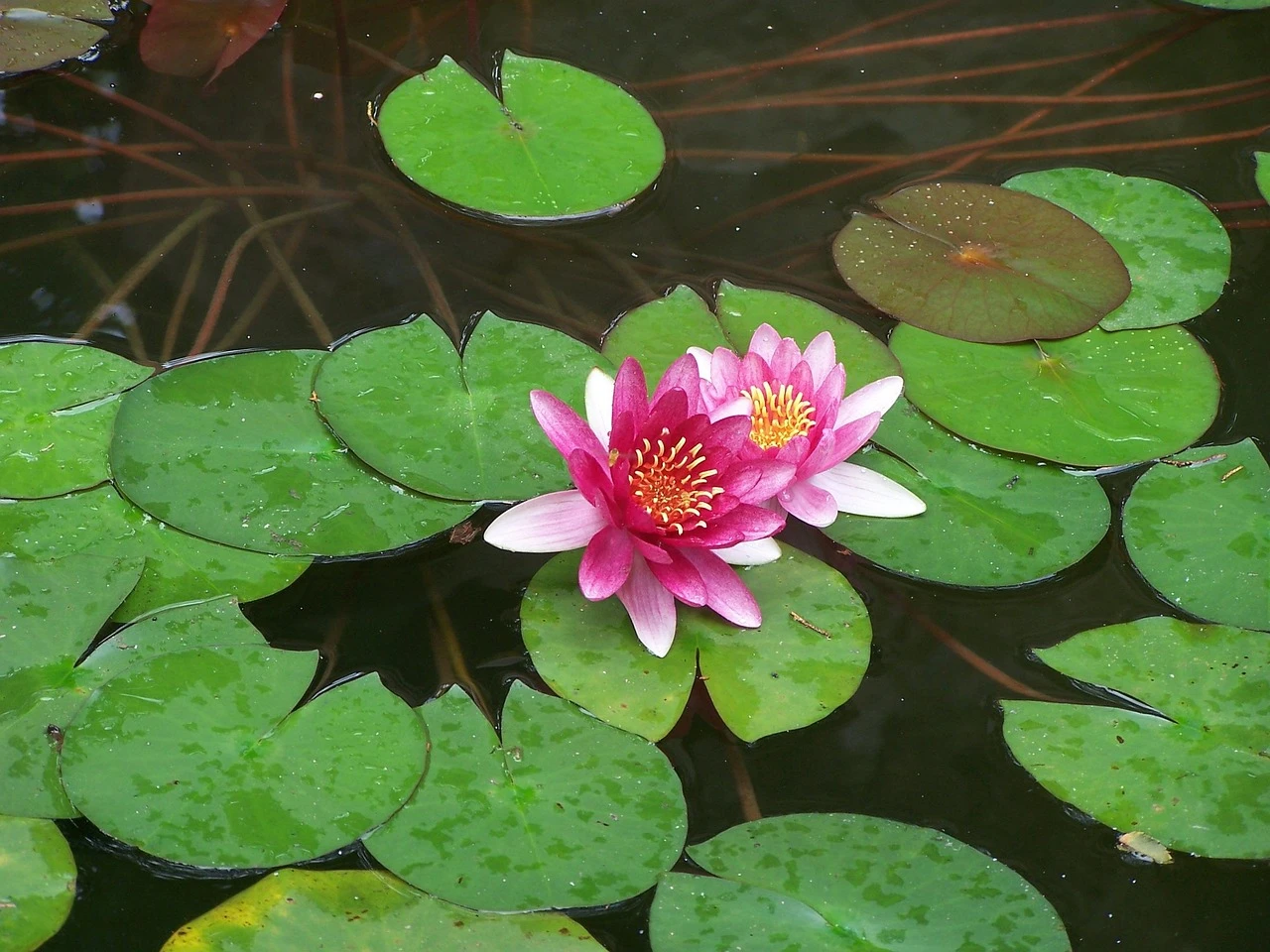 Welche Pflanzen eignen sich für einen Feuchtbiotop im Garten?