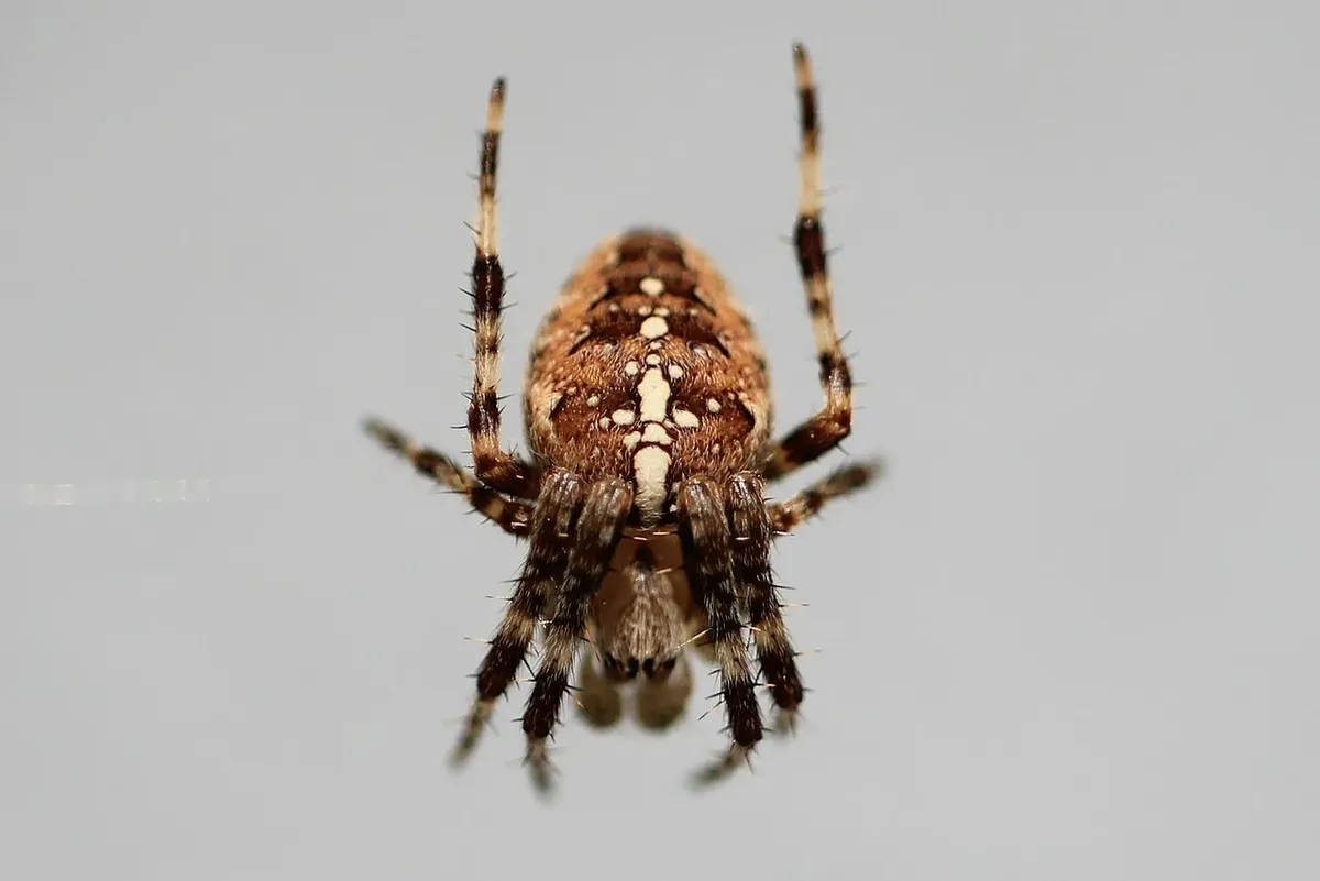 Welche Methoden bekämpfen Erdflöhe im Garten effektiv