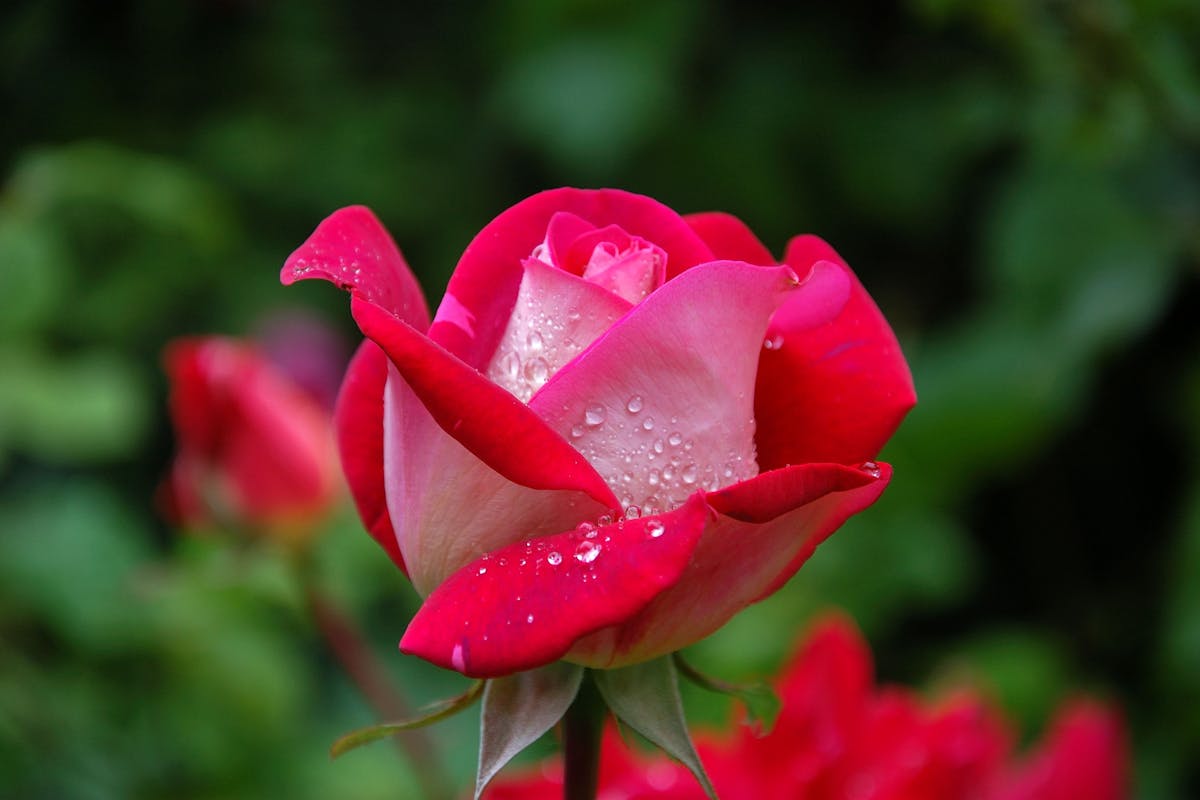 Was sind die besten Methoden zur Bekämpfung von Mehltau auf Rosen