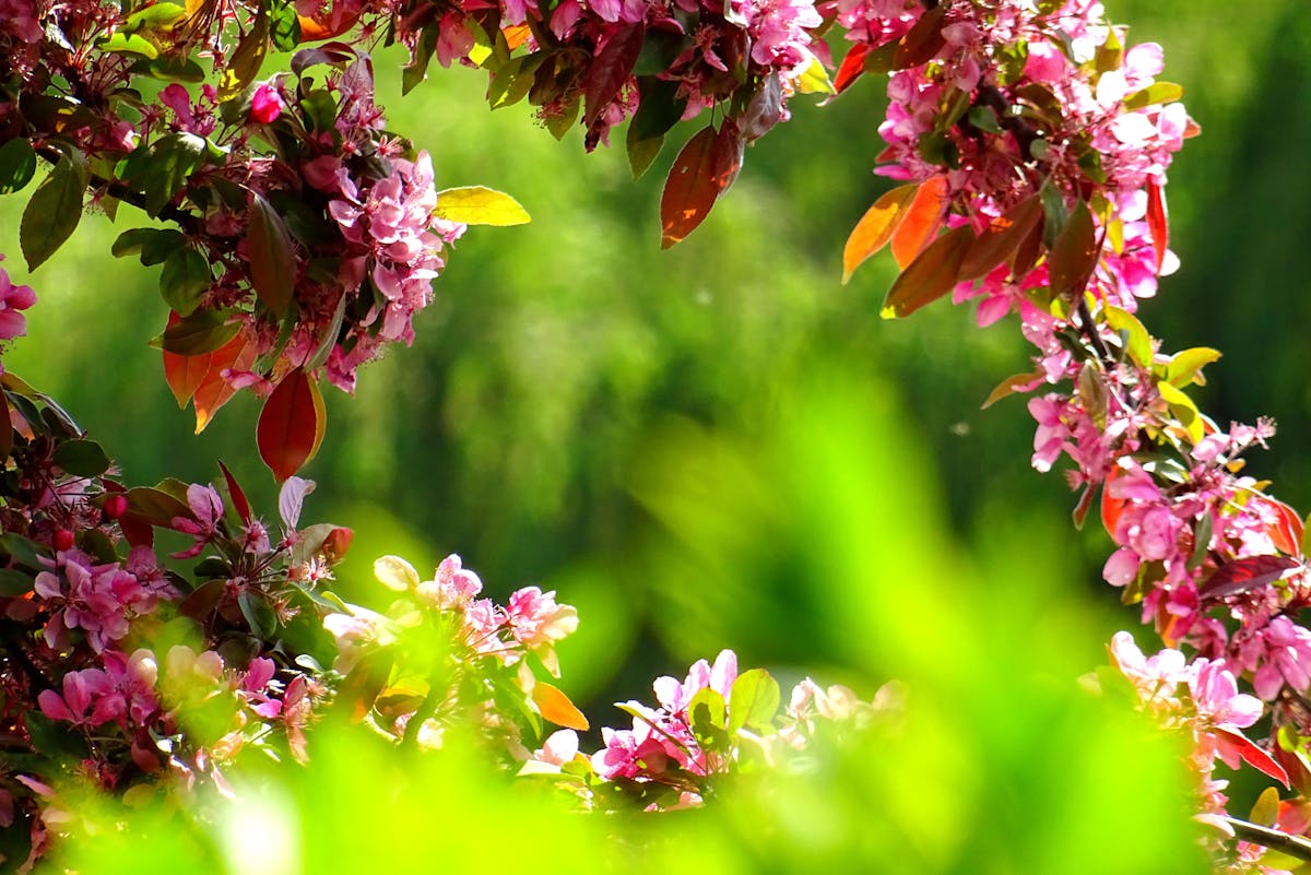 Welche Methoden bekämpfen Erdflöhe im Garten effektiv