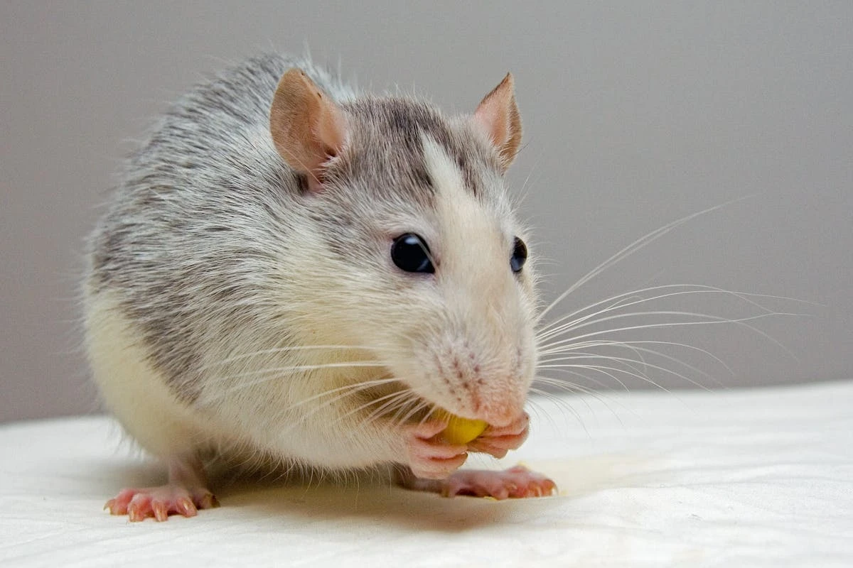 Wie kann ich Ratten im Garten effektiv vertreiben