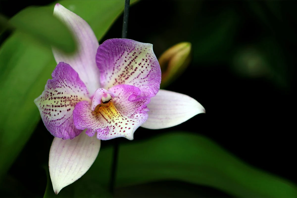 Wie pflege ich Orchideen im Winter am besten