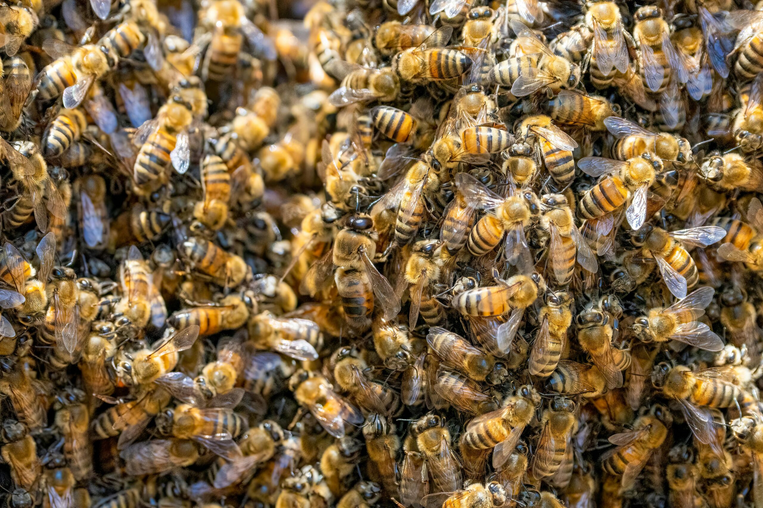 Wie siedele ich ein Bienenvolk im Garten an?