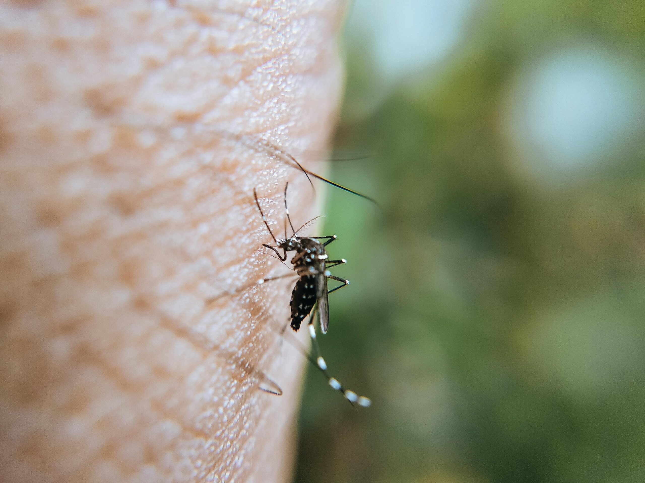 Wie kann ich einen Insektenstich schnell beruhigen?