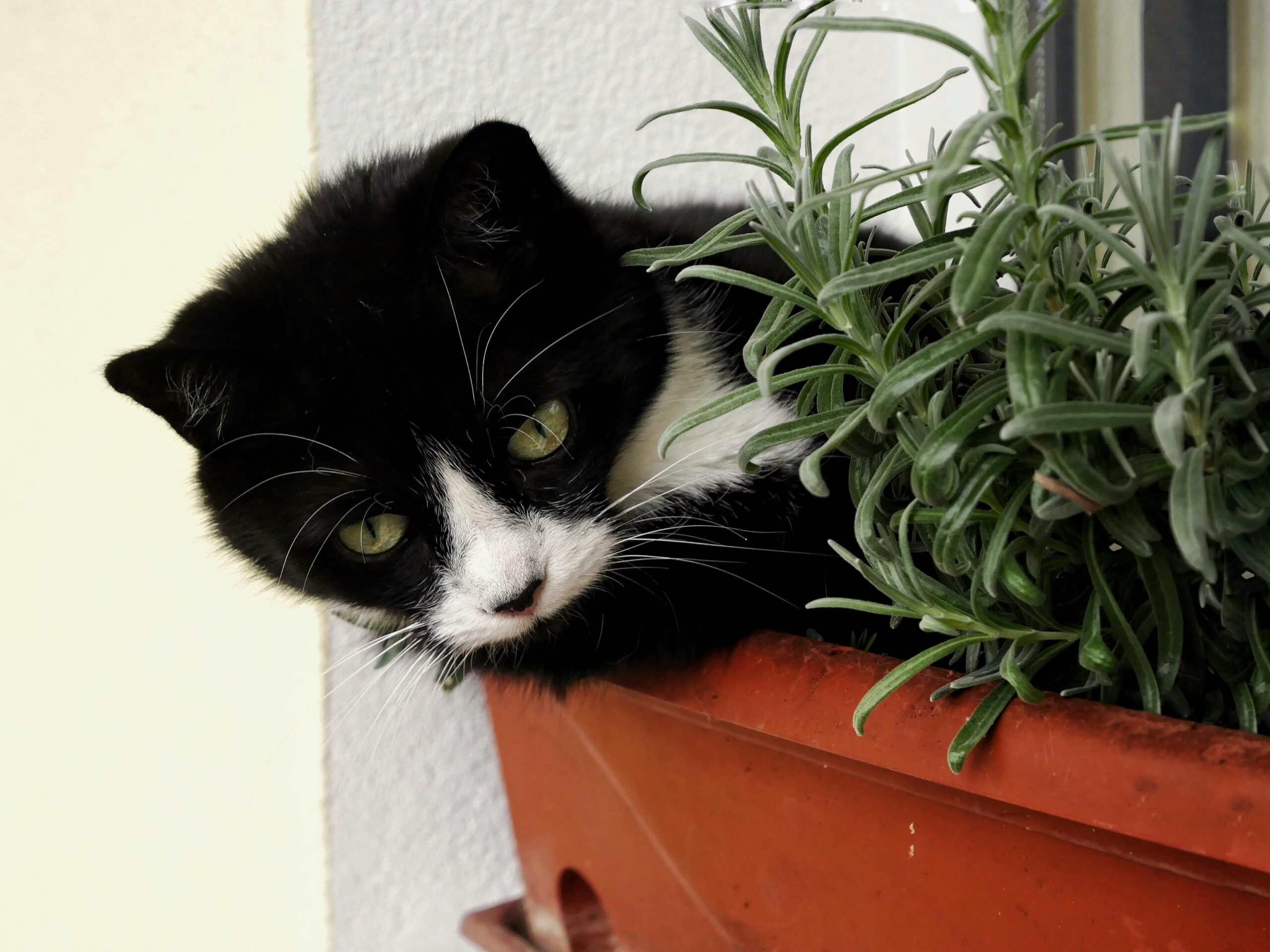 Welche Pflanzen eignen sich für einen Kräutergarten auf der Fensterbank?