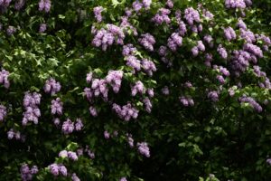 Welche Pflanzen eignen sich für eine Dufthecke im Garten?