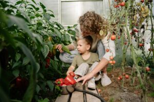 Welche Pflege benötigen Tomatenpflanzen im Gewächshaus?