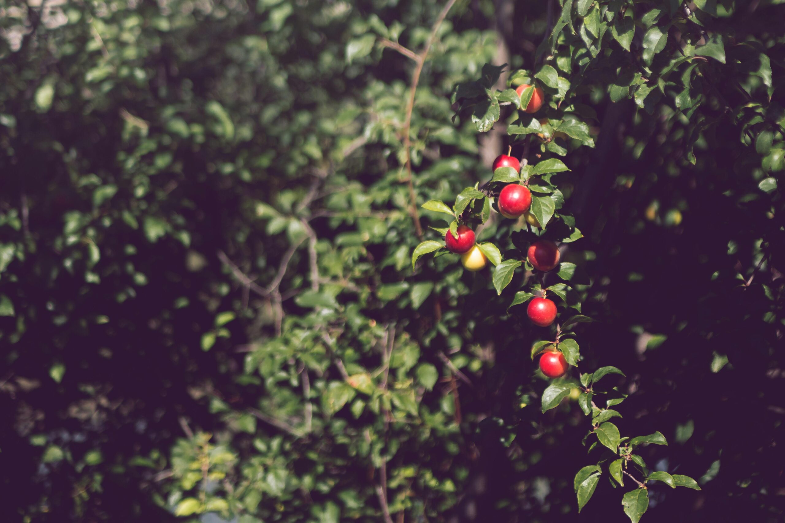 Welche Pflege benötigen Beerensträucher im Herbst?